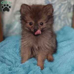 Teeny Tiny Twinkle Toes, Pomeranian Puppy